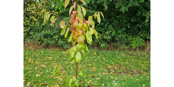 Arborealis kers (klei)