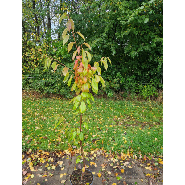 Arborealis kers (klei)