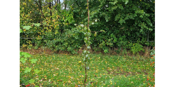 Arborealis peer (veen)