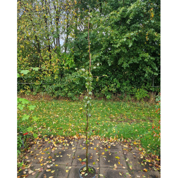 Arborealis peer (veen)