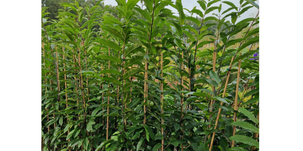 Arborealis tamme kastanje