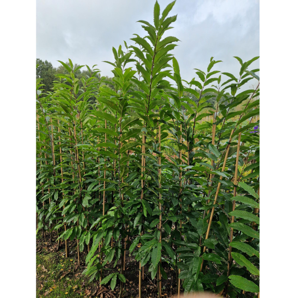 Arborealis tamme kastanje