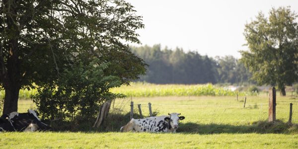 Bomen_Sabine_Grootendorst06