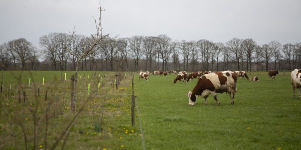 Bomen_Sabine_Grootendorst19