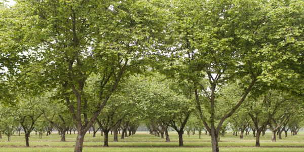 Bomen_Sabine_Grootendorst34