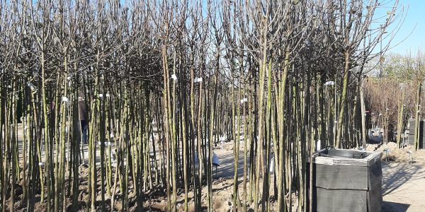 Fruitbomen De Batterijen