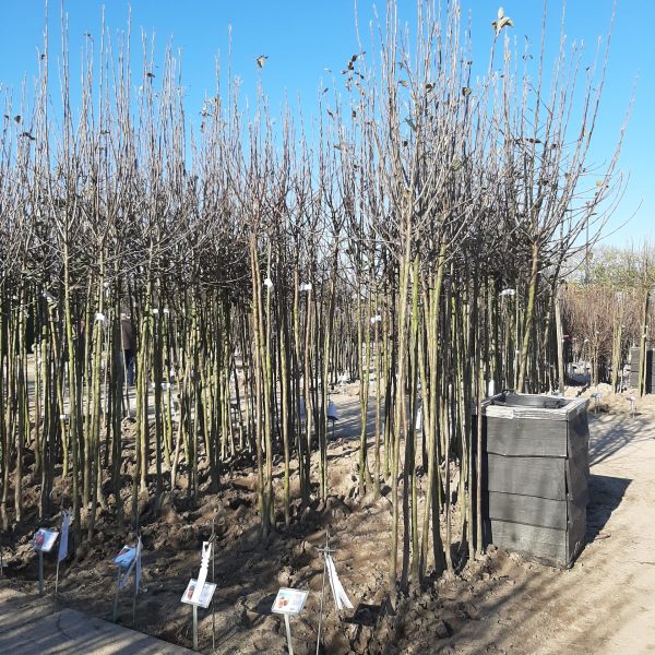 Fruitbomen De Batterijen