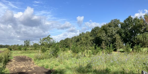 IMG_7638_bomen bij ruigtekruiden