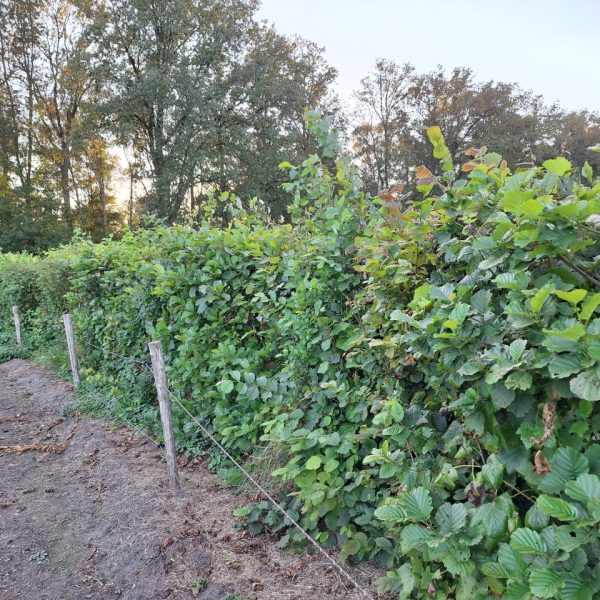 Paardenhaag Arborealis