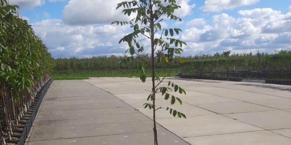 Walnoot De Batterijen klein