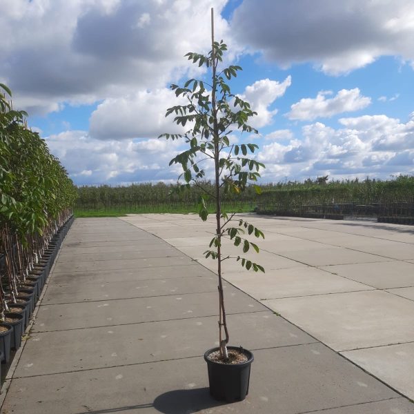 Walnoot De Batterijen klein