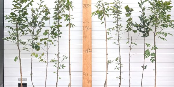 Pakket eetbaar universeel