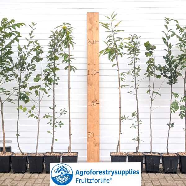 Pakket eetbaar universeel