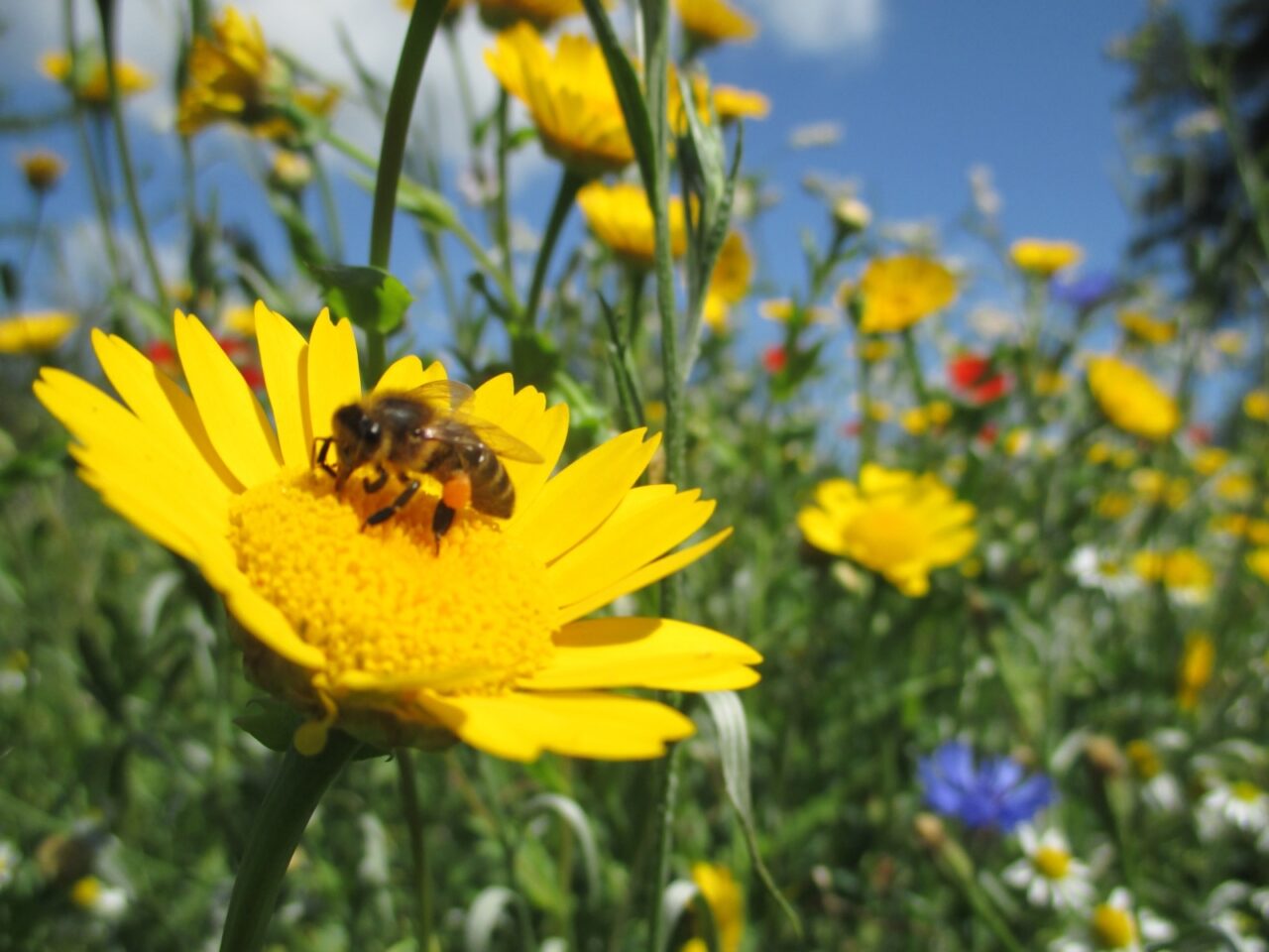 Beeld: bloemen en insecten